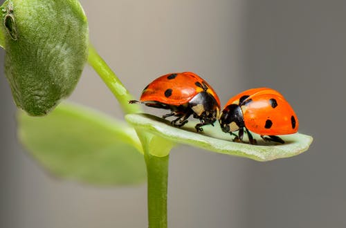 Kids love bugs so use our list of best geometry books for kids to combine the two!